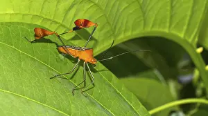 Gerahmter Druck : Schildwanze, Chust-Wanze, Hemiptera