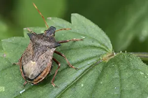 Drucke von Ein Schildläufer auf der Blatt Bettwanze Drucke: Ein Schildwanze auf der Blatt.