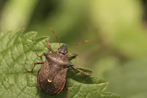 Drucke von Ein Schildläufer auf der Blatt Blattkäfer Drucke: Ein Schildläufer auf der Blatt.