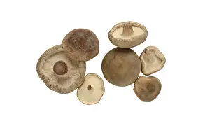 Shiitake Mushroom Drucke: Shiitake (Lentinula edodes), cropped