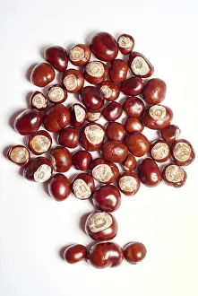 Studio Shot Of Chestnuts Drucke: Shiny chestnuts decorated as a tree