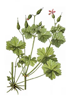 Pelargonium Flowers Drucke: Shiny geranium (Geranium lucidum)