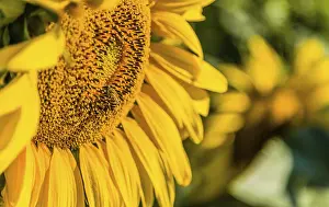 Bee Pollination Drucke: Shiny wings of the industrious bee