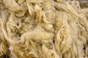 No People In Image Drucke: Shorn sheep wool