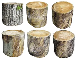 Collage Drucke: Kurze dicke Balken sind mit Spitzenspitzen vom Stamm eines alten Kiefernbaumes gespickt.