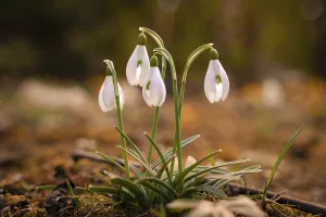 Spring Awakening Images Drucke: Detail shot of the first snowdrops in spring