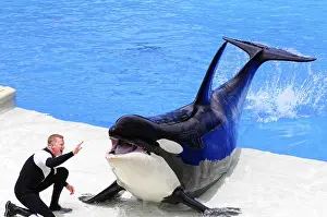 Marine Mammal Photography Drucke: During a show, an orca interacts with a trainer at the edge of the pool