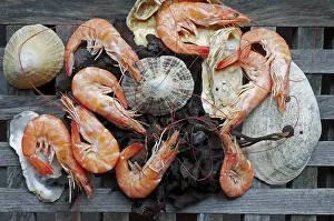 Aquatic Macrophyte Images Drucke: Shrimps, seaweed and shellfish