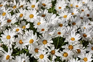Open Air Flowering Plants Drucke: Shrub daisy Crazy Daisy