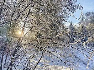 Central European Winter Scenery Drucke: Shrub with ice-covered branches