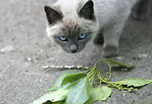 Siamese Cat Drucke: Siamese cat