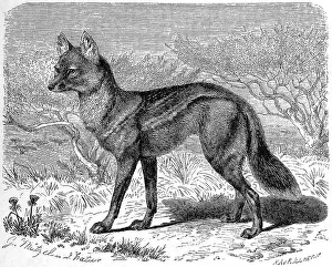 Historic Animal Illustration Drucke: Side-striped jackal (Canis adustus)