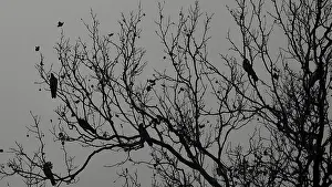 Drucke von Silhouette von nackten Ästen mit sitzenden Krähen (Corvus), Kutaisi, Georgien Kutaisi Drucke: Silhouette von nackten Ästen mit sitzenden Krähen (Corvus).
