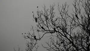 Bare Tree Branches Drucke: Silhouette of bare branches with sitting crows (corvus)