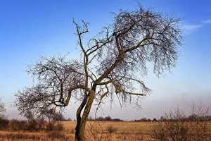 Deserted Tree Landscape Drucke: Silhouette of bare tree with erratic shaped branches