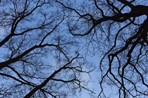 Gloomy Nature Photography Drucke: Silhouette of bare trees, branches