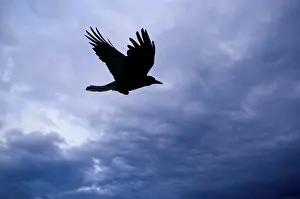 Natural Environment Photo Drucke: Silhouette of a bird in flight against a cloudy