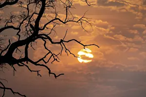 Okavango Delta Sunset Drucke: Silhouette, branches of a tree in front of sunset
