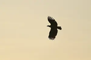 White Tailed Eagle Drucke: Silhouette of an eagle in flight against a soft