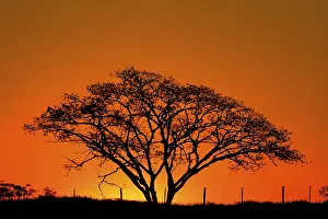 Evening Light Atmosphere Drucke: Silhouette of a large tree at reddish sunset