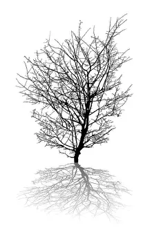 Backlighting Nature Photography Drucke: Silhouette of a leafless tree and shadow