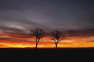 European Evening Sky Scene Drucke: Silhouette of lonely trees in dramatic sunset