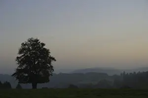 German Meadow Scene Drucke: Silhouette of a single beech tree on a meadow in the Westerwald