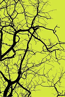 Drucke von Baum-Silhouette Wald-Kunstwerk Drucke: Baumkontur