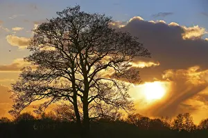 Tree Silhouette At Sunset Drucke: Silhouette of a tree against a cloudy sky at sunset
