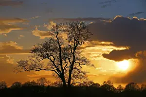Tree Silhouette At Sunset Drucke: Silhouette of a tree against a cloudy sky at sunset