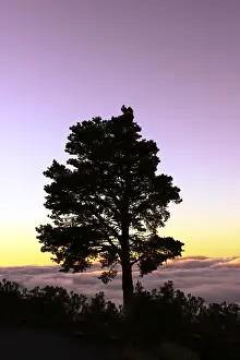 Solitary Tree Exterior View Drucke: Silhouette of a tree in the evening light