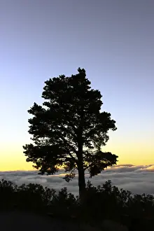 Tenerife Landscape Photography Drucke: Silhouette of a tree in the evening light