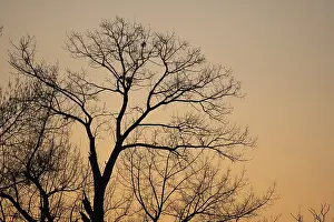 Tree Silhouette At Sunset Drucke: Silhouette of a tree against the light at sunset