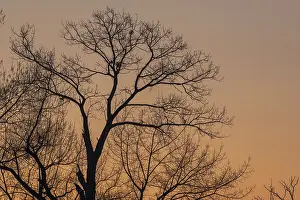 Soft Lightning Effect Drucke: Silhouette of a tree against the light at sunset
