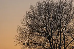 Tree Silhouette At Sunset Drucke: Silhouette of a tree against the light at sunset