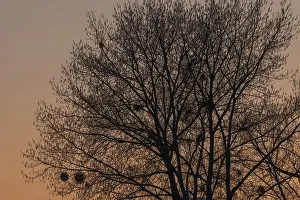 Deserted Tree Landscape Drucke: Silhouette of a tree against the light at sunset