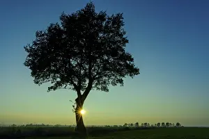 Evening Sun Atmosphere Drucke: Silhouette of a tree in front of a sunset