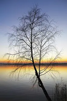Cityscape At Dusk Drucke: Silhouette tree at sunset