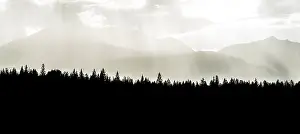 Alberta Province Tourism Drucke: Silhouette of trees, back mountains