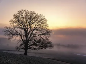 Southern Germany Weather Forecast Drucke: Silhouette of an unleafy deciduous tree