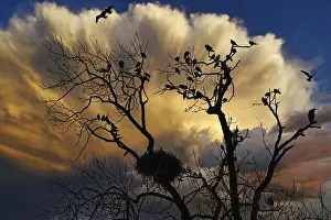 Basel Drucke: Silhouetten von Vögeln und Bäumen vor einem hellen Abendhimmel mit dramatischen Wolken.