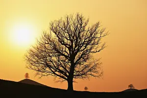 Oak Tree Silhouette Drucke: Silhouettes of an oak tree (Quercus)
