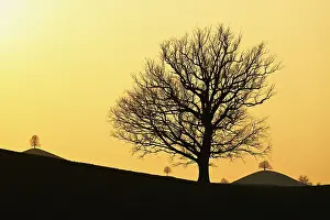 Hilly Countryside Landscape Photo Drucke: Silhouettes of an oak tree (Quercus)