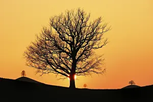 Deciduous Tree Scenery Drucke: Silhouettes of an oak tree (Quercus)