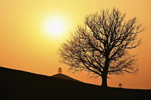 Drumlin Landscape Switzerland Drucke: Silhouettes of an oak tree (Quercus)