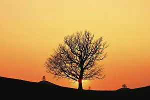 Deciduous Tree Silhouettes Drucke: Silhouettes of an oak tree (Quercus)