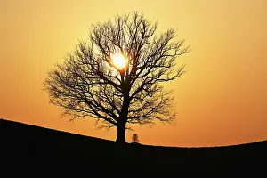 Deciduous Tree Scenery Drucke: Silhouettes of an oak tree (Quercus)