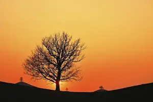 Drumlin Landscape Switzerland Drucke: Silhouettes of an oak tree (Quercus)