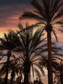 Palm Tree Silhouette Drucke: Silhouettes of palm trees against the dramatic sunset sky