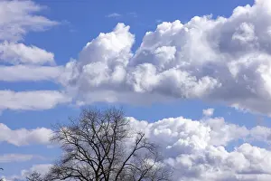 United Kingdom Cloudy Skies Drucke: Silhouettes, tree, clouds, sky